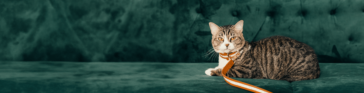 Top Picks: Small Leather Goods - BONIA